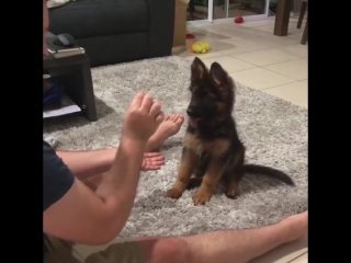 puppy learns to give paw